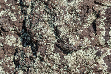 Picrite basalt or picrobasalt is a variety of high-magnesium olivine basalt that is very rich in...