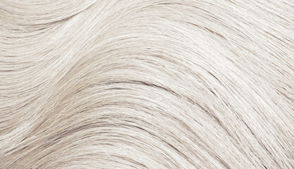 Blond hair close-up as a background. Women's long blonde hair. Beautifully styled wavy shiny curls....