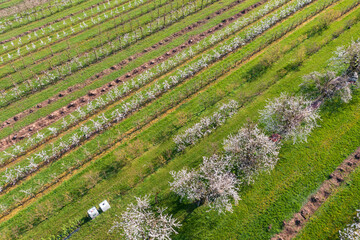 Aerial view of cherry blossoms in Rheingau near Frauenstein/Germany