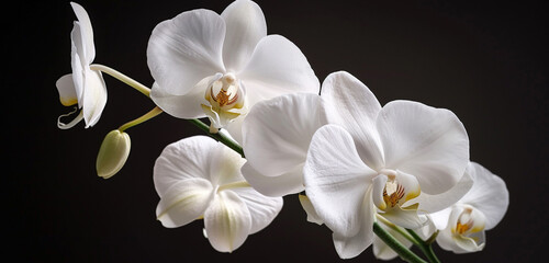 A white orchid in full bloom, its delicate petals pristine and unblemished, evoking a sense of purity and refinement