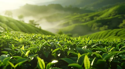 Poster Green tea, the power of caffeine for daily freshness © DrPhatPhaw