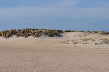 Sand Dünen mit Strandhafer an der Nordsee