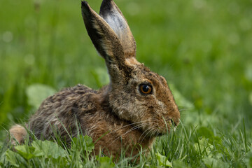 Feldhase mit langen Löffeln im Gras