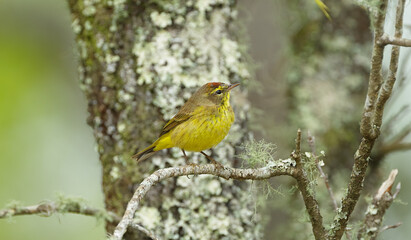 male brown and yellow with red Mohawk palm warbler - Setophaga palmarum  hypochrysea - perched on turkey oak tree - Quercus laevis - side profile view