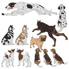 Obraz premium Dog Set Vector Art, Hunting Dogs, Icons Vector and Illustration