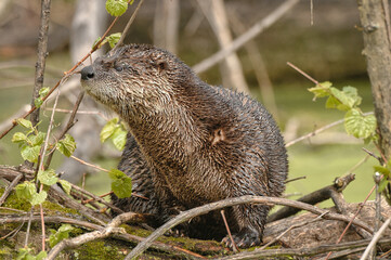 Close-up of an North American river otter