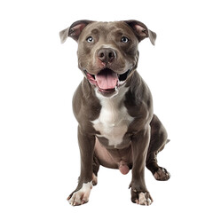 Full body pitbull, isolated, on a white background
