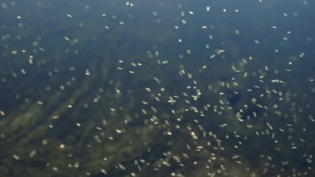 Flying insects swarming over lake