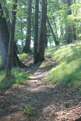Naklejka na ściany i meble path in the forest