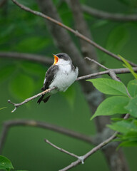 Young Tree Swallow calling parents for foods