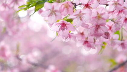 春イメージ：満開の河津桜のクローズアップ