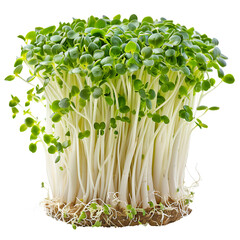 Broccoli Sprouts, transparent background, isolated image, generative AI