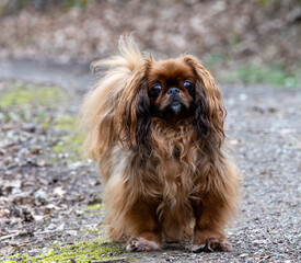 Pekingese dog on a walk in the park. Shallow depth of field