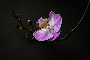 Branch of a blooming purple orchid curved up close-up on a dark background marco. Gorgeous...