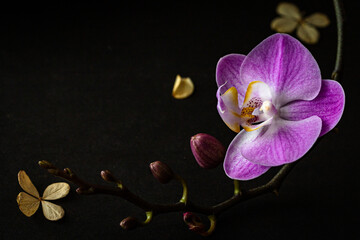 Elegant floral composition on a dark background macro. Branch of a blooming purple orchid curved...