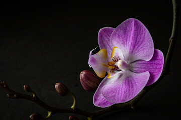 Branch of a blooming purple orchid curved up close-up on a dark background marco. Gorgeous Phalaenopsis orchid flowers, isolated, copy space, high quality photo
