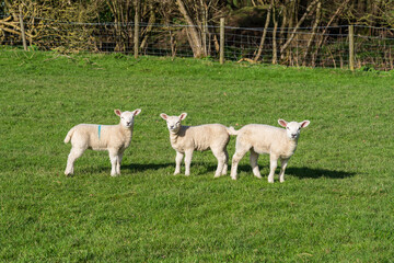Obraz premium Three cute spring lambs in a field