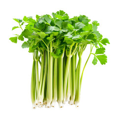 Celery Sprouts, transparent background, isolated image, generative AI
