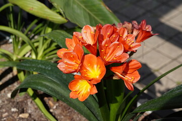 Fototapeta premium Bush or Natal lily, orange flowers