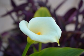 Calla or Arum lily, or Zantedeschia aethiopica white flower with a drop of water