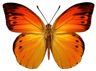 Butterfly PNG Element for Design, Macro, Studio Shot, Die-Cut