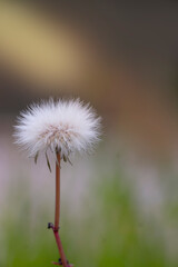 A common sowthistle isolated in nature background. Yellow sunbeams behide of the sowthistle. Spring time in Greece. Sonchus oleraceus.