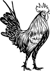 
Chicken SVG,Rooster Svg, Farm life clipart,Rooster Silhouette,Chicken laser cut,Chicken shirt design,Peeking SVG for Cricut,Chicken dxf
