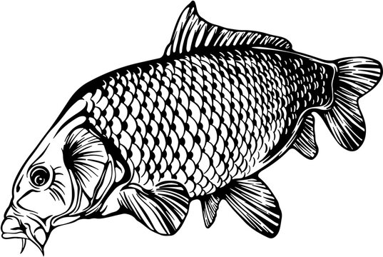 
Carp Fish Clipart, Carp Fish Svg ,Karp Svg ,Carp Fishing svg , Fishing Cut Files ,Fishing Svg , Lake Fishing svg , Carp Fish Png
