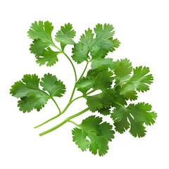 Cilantro Coriander, transparent background, isolated image, generative AI