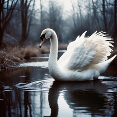 swan on the lake