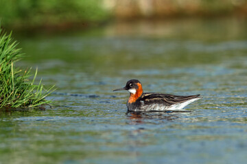 Red-necked Phalarope - Phalaropus lobatus small bird, breeds in the Arctic regions of North America and Eurasia, is migratory, spends the winter at sea in tropical oceans. 