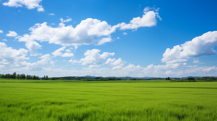 Fototapeta premium green field and blue sky. field and clouds