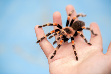 Tarantula spider on a man's hand close up. Tarantula spider as a pet.