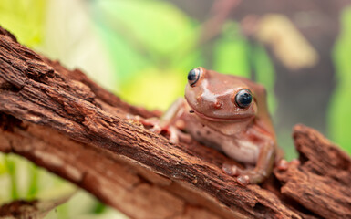 An Australian tree frog sits on the bark of a tree. The frog turns around and looks at the camera.