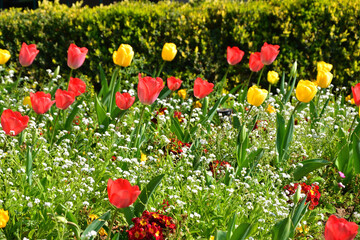 Paris, France. Tulips blooming in the park "Square Michel-Caldaguès". March 26, 2022.