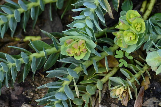 close up of a Euphorbia myrsinites plant