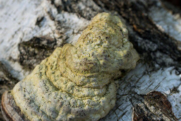 tinder fungus, Fomes fomentarius on birch tree closeup selective focus - obrazy, fototapety, plakaty