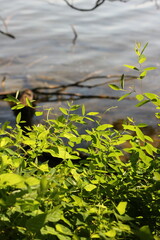 Typical backwaters in the wilderness.