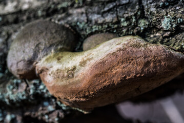 Oak tinder, Fomitiporia robusta fungus closeup selective focus - obrazy, fototapety, plakaty