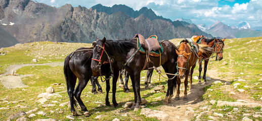 Harnessed horses stand in the mountains, waiting for tourists for a horseback ride. Hiking...