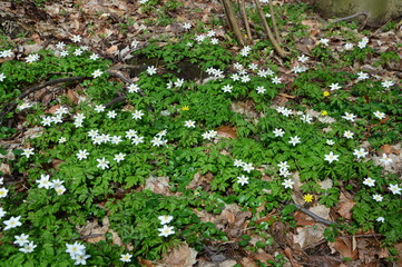 Waldboden mit wei&szlig;en Bl&uuml;ten im Fr&uuml;hling