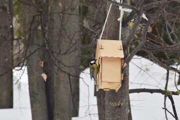 Tit at the feeder