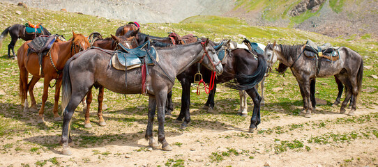 Harnessed horses stand in the mountains, waiting for tourists for a horseback ride. Hiking...