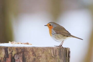 A cute redbrest sits on a tree stump. Winter scene with a european robin.  Erithacus rubecula