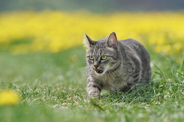 A beautiful tabby cat walks on a blooming meadow. Portrait of a european tabby cat. 