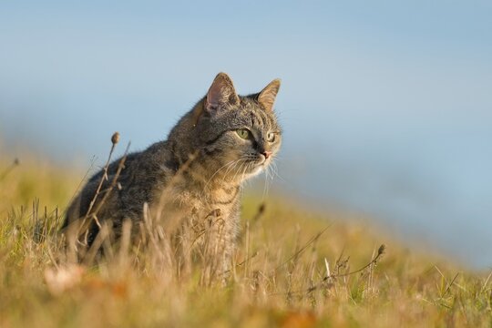 A beautiful  cat sits on the horizon in the grass in the background is the blue sky