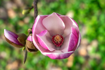Wunderschöne rosa violette Magnolien Blüte im Garten, im Frühjahr, Symbol für Anmut, Schönheit, Reinheit, Weiblichkeit, unschärfe