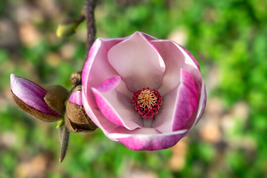 Wunderschöne rosa violette Magnolien Blüte im Garten, im Frühjahr, Symbol für Anmut, Schönheit, Reinheit, Weiblichkeit, unschärfe