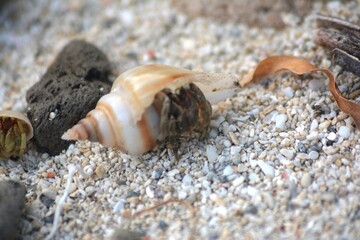 shell on the beach