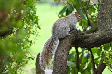 squirrel on tree